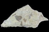 Ordovician Graptolites (Dictyonema) - Fillmore Formation, Utah #95480-1